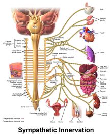 Nerf Vague, Nerve Disorders, Sistem Saraf, Parasympathetic Nervous System, Spinal Cord, Nerve Pain, Acid Reflux