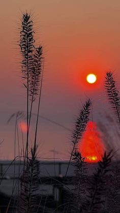 the sun is setting behind some tall grass