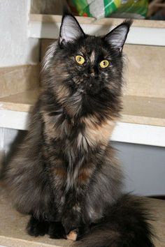 a fluffy black cat sitting on some steps