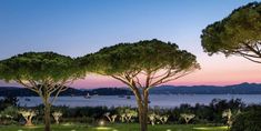 three trees in front of the water at night with lights shining on them and people sitting under umbrellas