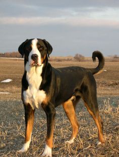 a large black and white dog standing in the middle of a dry grass covered field