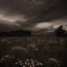 a field full of wildflowers under a cloudy sky with trees in the distance