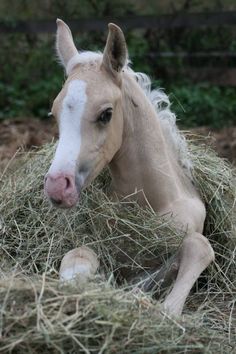 a horse is laying down on some hay