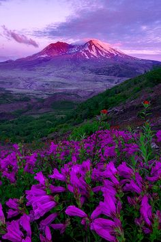 purple flowers blooming in the foreground with a mountain in the background at sunset