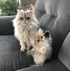 two fluffy cats sitting on top of a gray couch