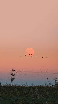 a flock of birds flying over the top of a grass covered field under a pink sky