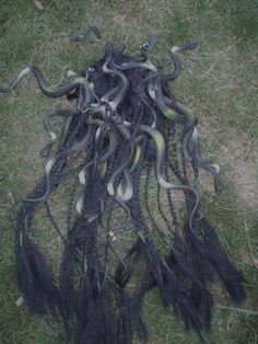 a bunch of black and white snakes on the ground with grass in the foreground