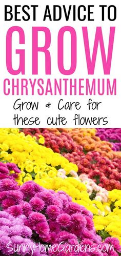 the best advice to grow chrysanthemum for those cute flowers