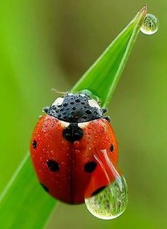 a ladybug sitting on top of a green leaf with water droplets hanging from it