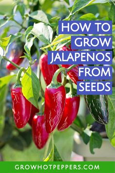 how to grow jalapenos from seeds with text overlay that reads, how to grow jalapenos from seeds