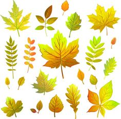 various leaves are shown on a white background, including one yellow and one green leaf