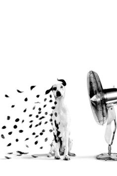 a black and white photo of a dog sitting next to a hair dryer with feathers flying around it