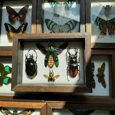 framed insect specimens in wooden frames on display