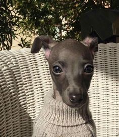 a small black dog wearing a sweater sitting on a white wicker chair next to a potted plant