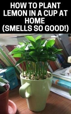 a potted plant sitting on top of a wooden table