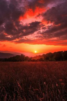 the sun is setting over a field with tall grass