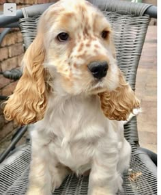 a brown and white dog sitting on top of a chair