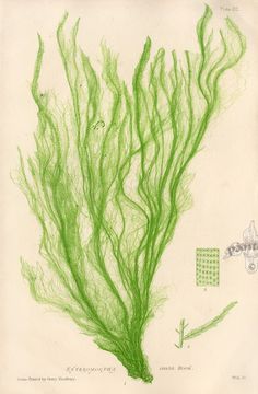 a drawing of green seaweed on white paper