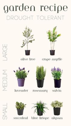 a poster showing different types of plants in pots with the names of each plant on it