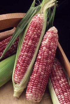 two ears of corn sitting next to each other