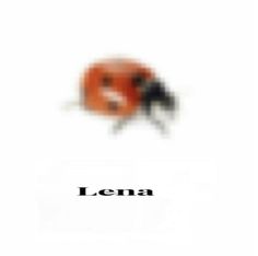 an orange and black insect with the word lena on it's back side