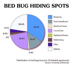 Look at these bed bug  pictures with caution. Finding bugs which look like these does not call for panic, but does call for immediate action. Bug Pictures, Bed Bugs Pictures, Bug Bites Remedies