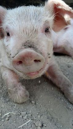 a small pig laying on the ground with mud all over it's face and nose