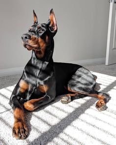 a black and brown dog laying on the floor