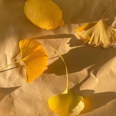 three yellow leaves and one orange leaf laying on the ground