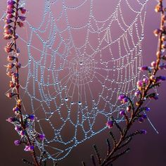 a spider web with water droplets on it and purple flowers in the backgroud