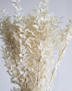 a vase filled with white flowers on top of a table