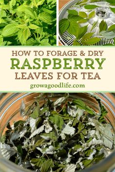 how to force and dry raspberry leaves for tea