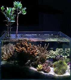 an aquarium with plants and corals in it