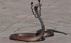 a snake with its head in the middle of it's body, sitting on concrete