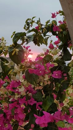 the sun is setting behind some pink flowers on a tree in front of a building