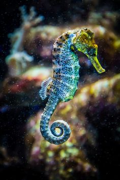 a sea horse is swimming in the water