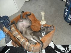 a cat laying in a dog bed on the floor