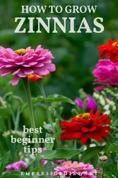 colorful flowers with the title how to grow zinnas best beginner tips