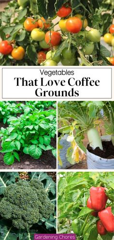 vegetables that love coffee grounds in the garden