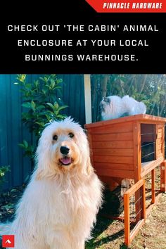 a large white dog standing next to a wooden crate with an animal in it's back