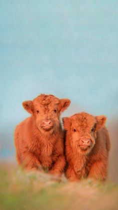 two brown cows standing next to each other on top of a grass covered field with blue sky in the background