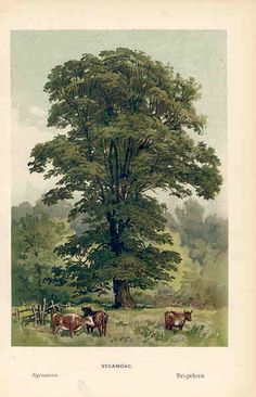 a painting of cows grazing in the grass under a large tree with two men standing next to it