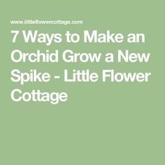 the words 7 ways to make an orchid grow a new spike - little flower cottage