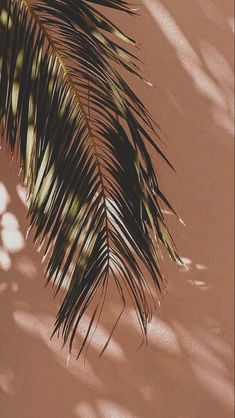 the shadow of a palm tree leaves on a pink wall with light coming through it