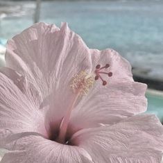 a pink flower sitting on top of a white table next to the ocean and beach