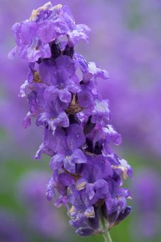 a purple flower with lots of water droplets on it