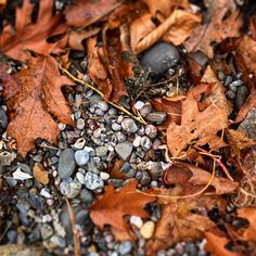 leaves, rocks and gravel on the ground