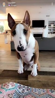 a brown and white dog standing on top of a wooden floor next to a rug