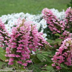 pink and white flowers blooming in the grass