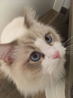 a close up of a cat with blue eyes